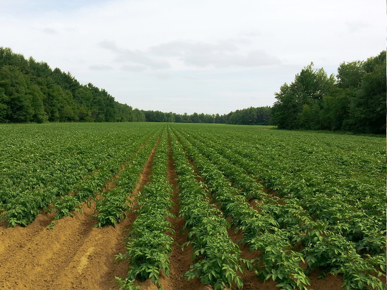 新野蔬菜最新報(bào)價(jià)——市場走勢與種植戶策略分析